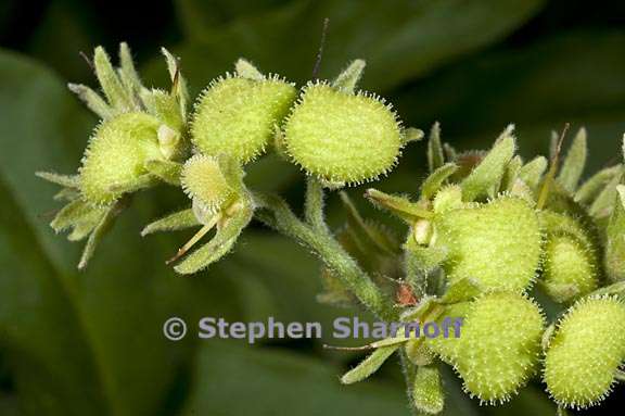 andersonglossum occidentale 8 graphic